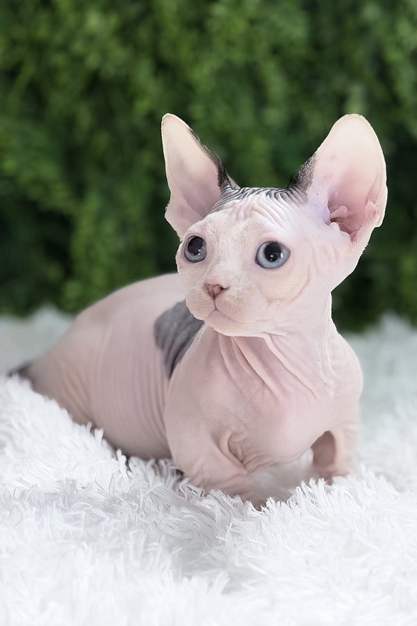 Atlas | Bambino Sphynx Kitten