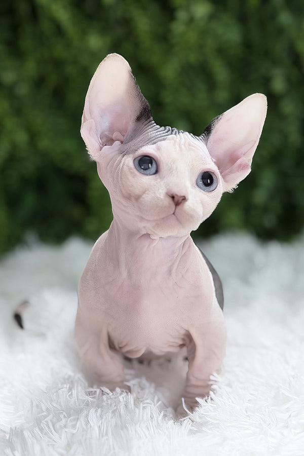 Atlas | Bambino Sphynx Kitten