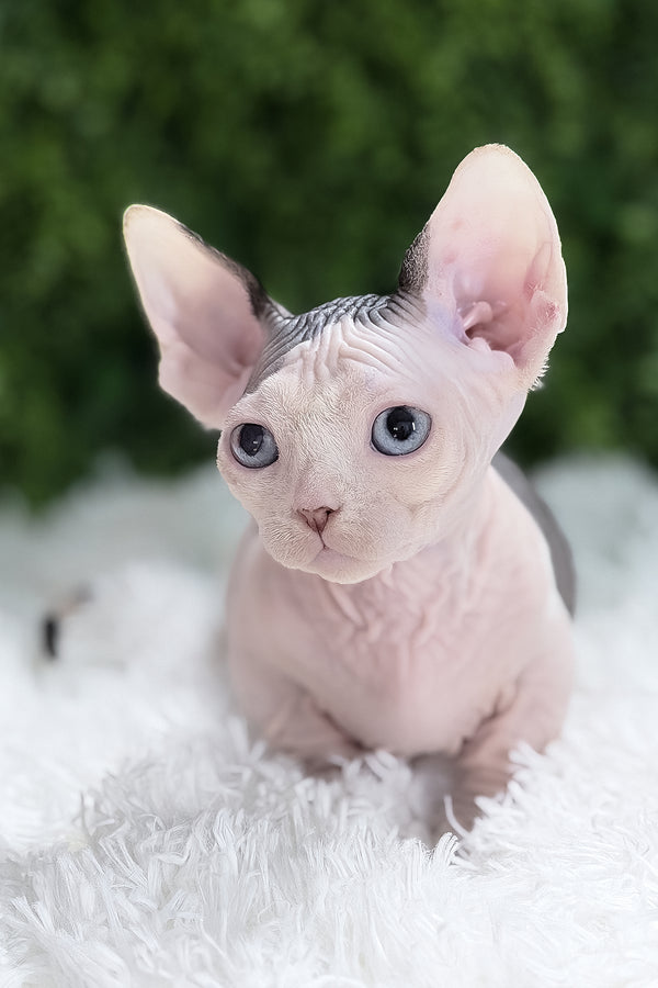 Atlas | Bambino Sphynx Kitten