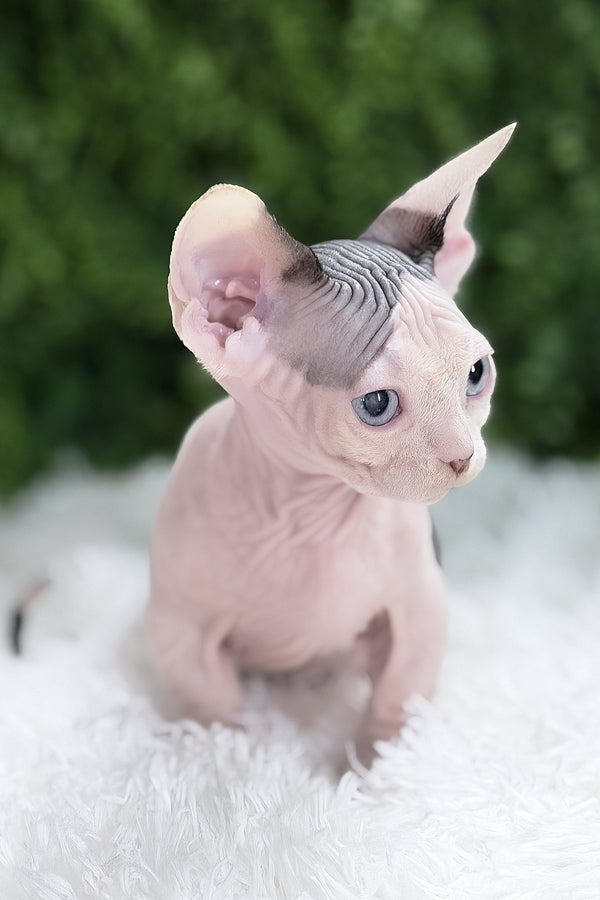 Atlas | Bambino Sphynx Kitten