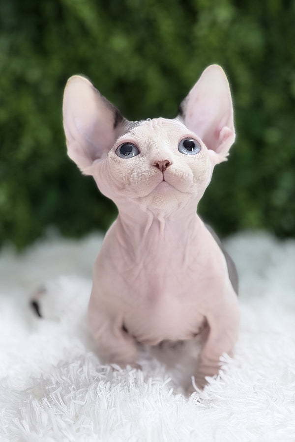 Atlas | Bambino Sphynx Kitten