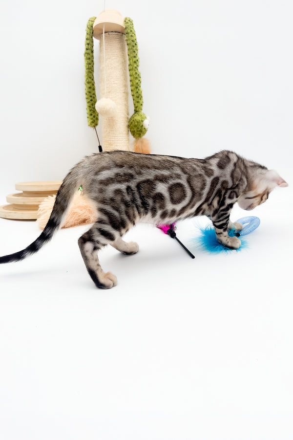 Aura | Bengal Kitten