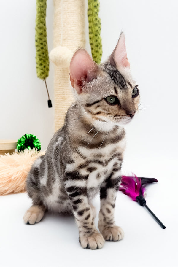 Aura | Bengal Kitten
