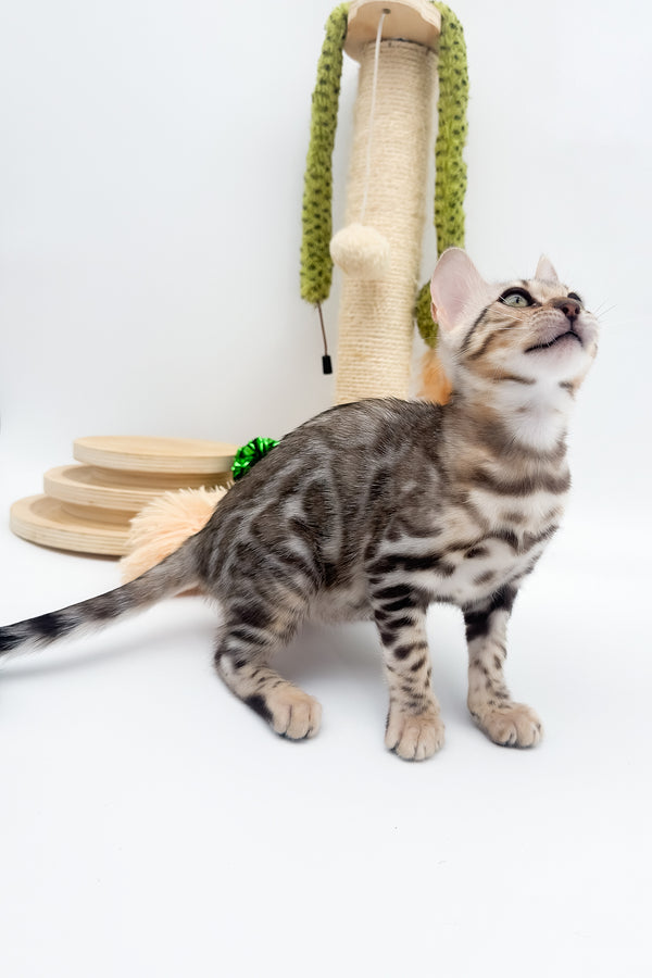 Aura | Bengal Kitten