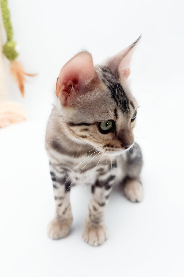 Aura | Bengal Kitten