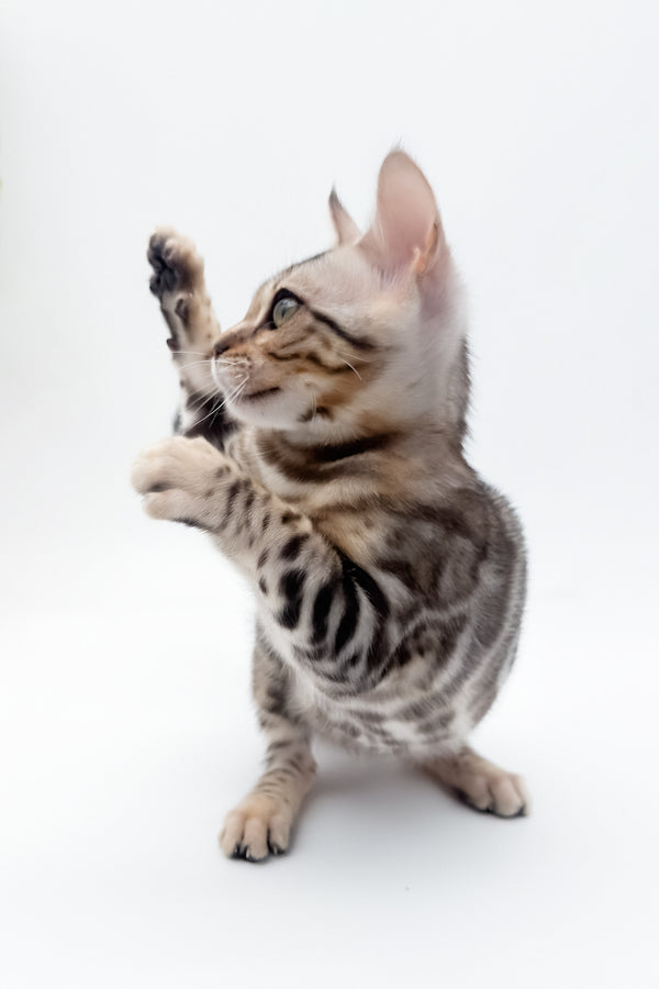 Aura | Bengal Kitten