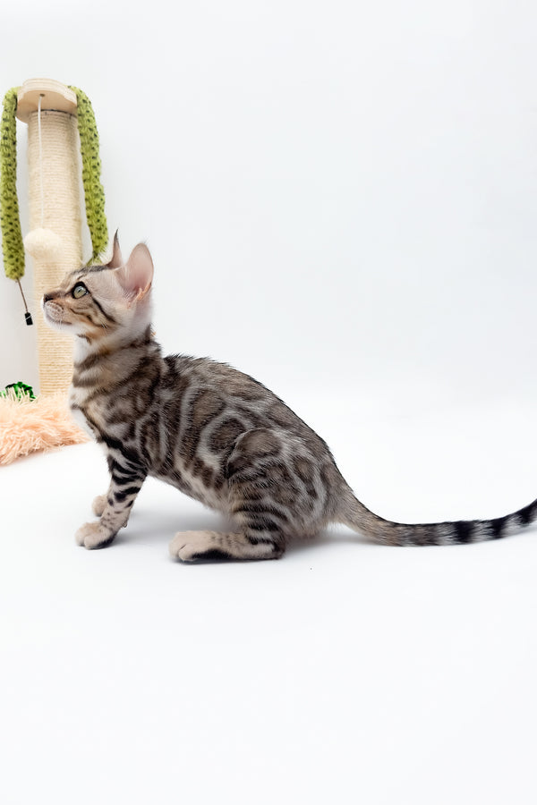 Aura | Bengal Kitten