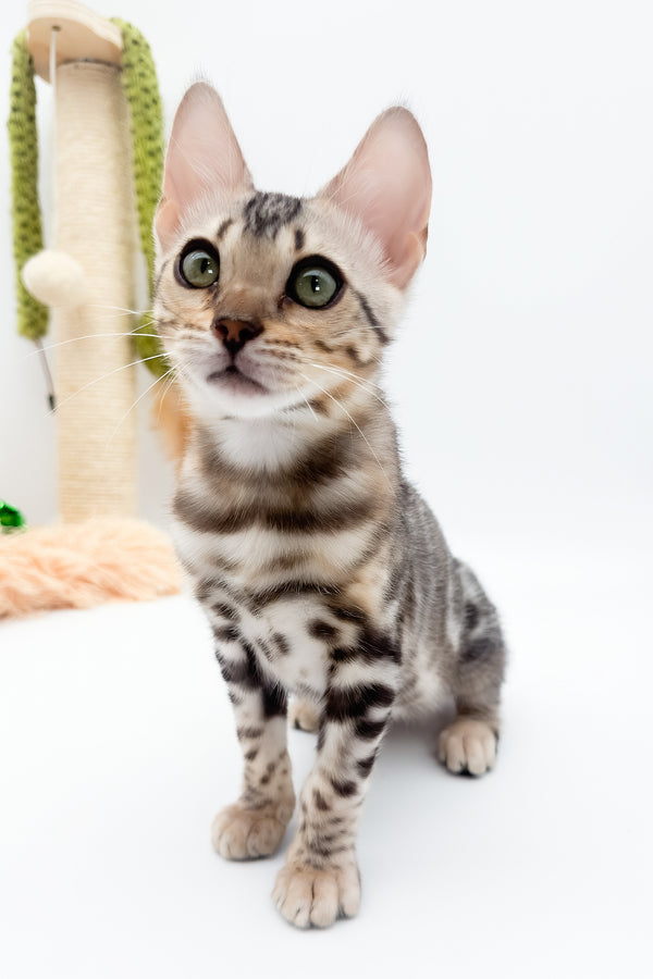 Aura | Bengal Kitten