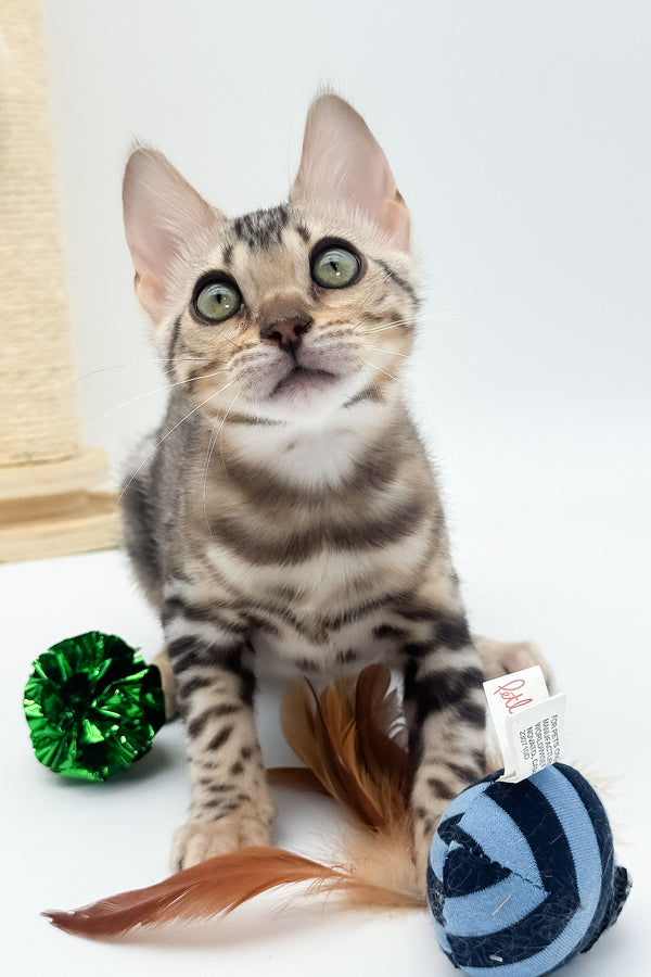 Aura | Bengal Kitten