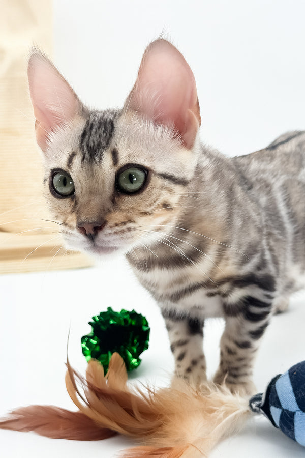 Aura | Bengal Kitten