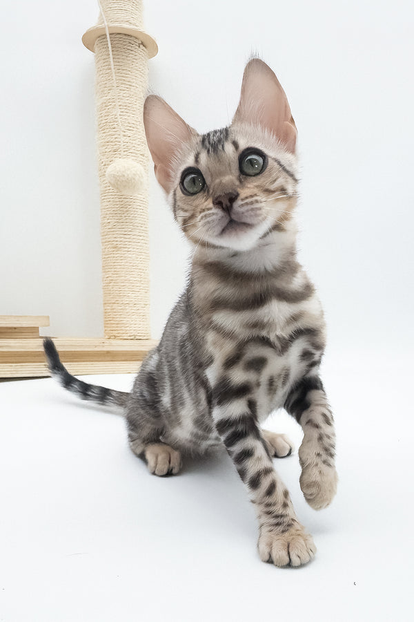 Aura | Bengal Kitten