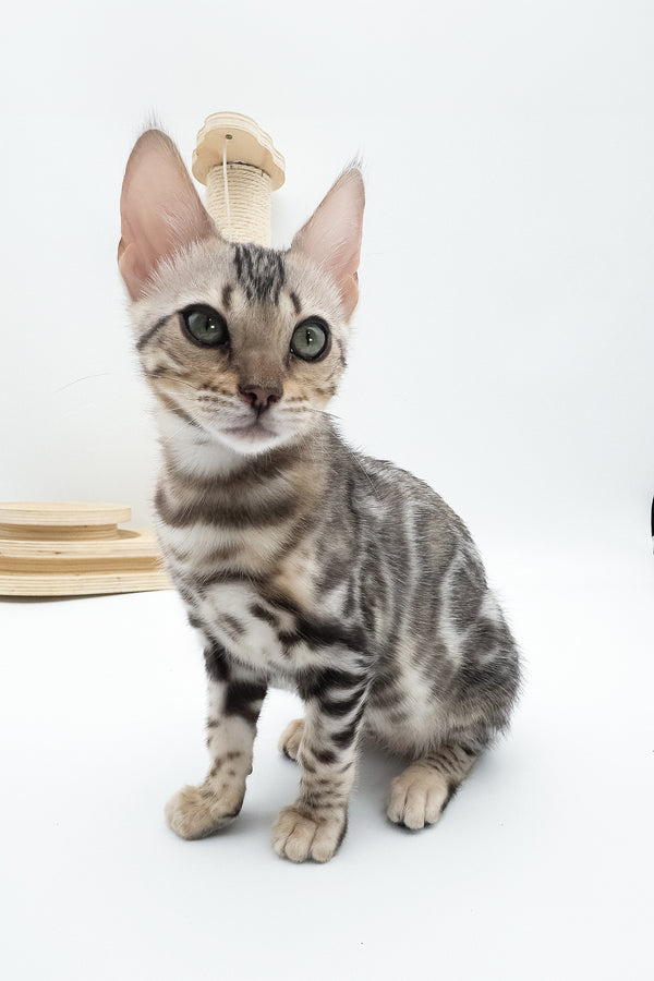 Aura | Bengal Kitten