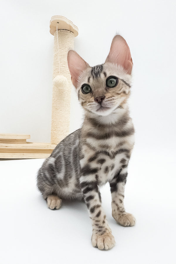 Aura | Bengal Kitten
