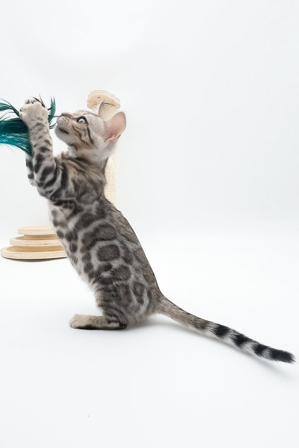 Aura | Bengal Kitten