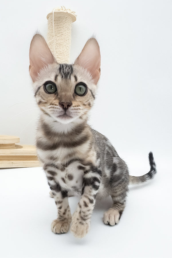 Aura | Bengal Kitten