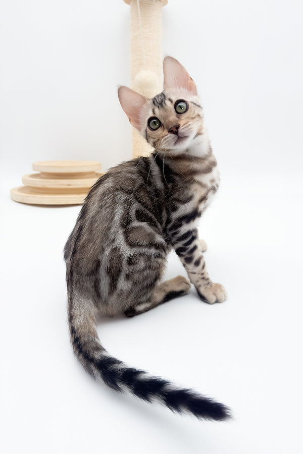 Aura | Bengal Kitten