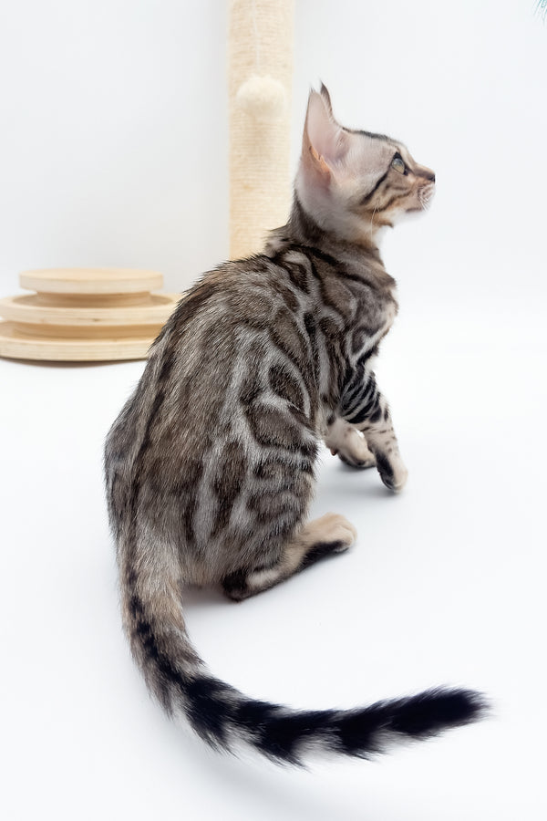 Aura | Bengal Kitten