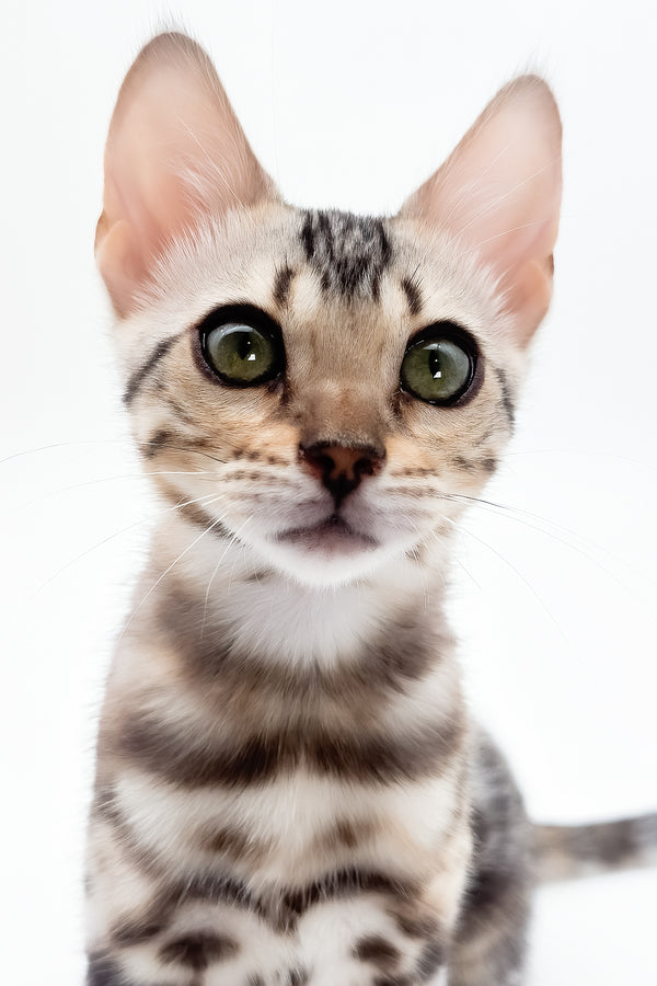 Aura | Bengal Kitten