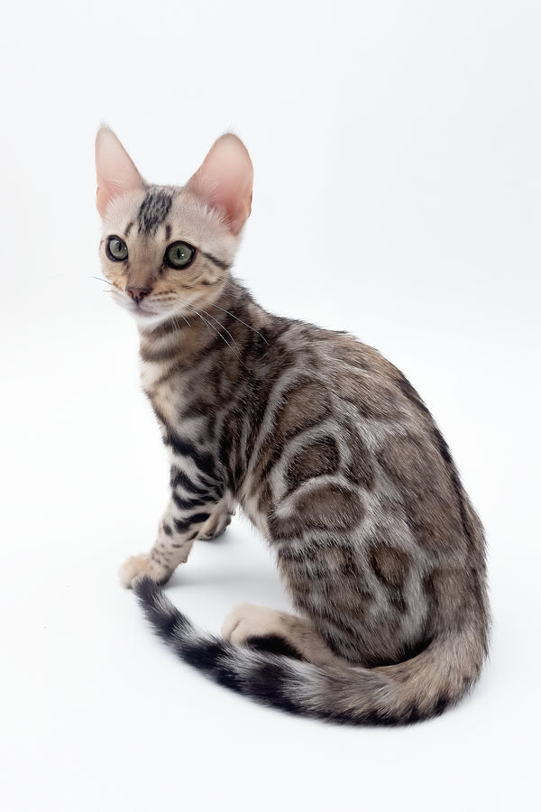 Aura | Bengal Kitten