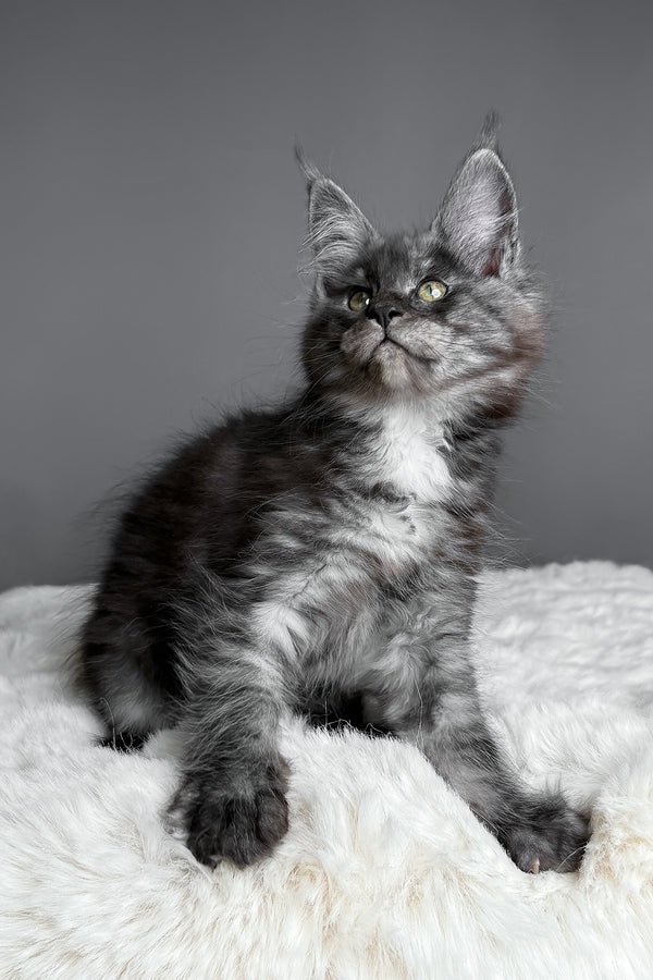 Aurora | Maine Coon Kitten
