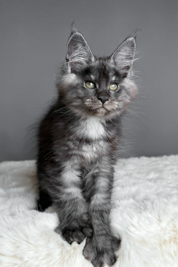 Aurora | Maine Coon Kitten