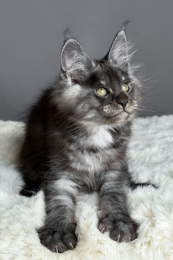 Aurora | Maine Coon Kitten