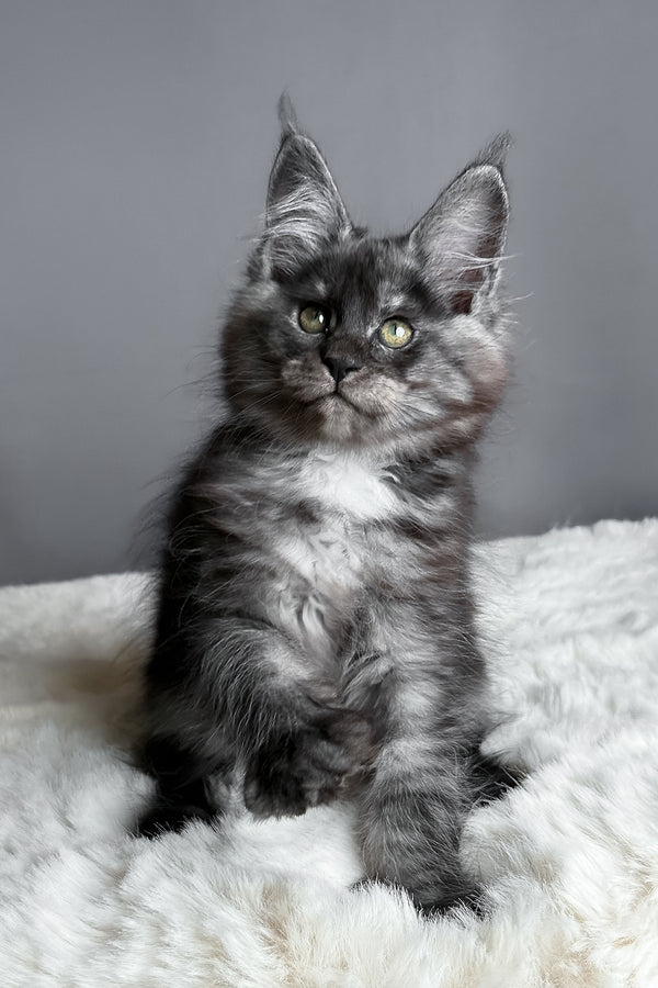 Aurora | Maine Coon Kitten