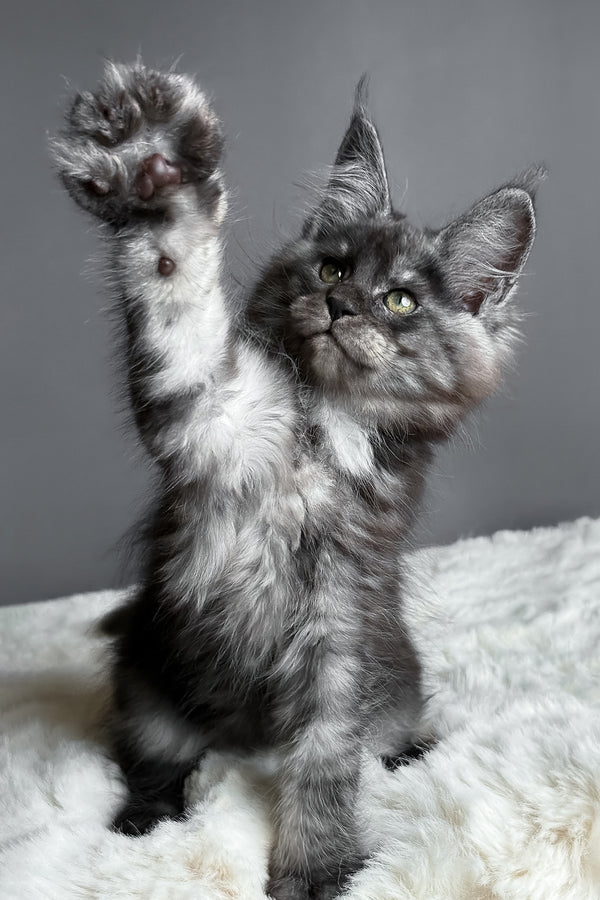 Aurora | Maine Coon Kitten