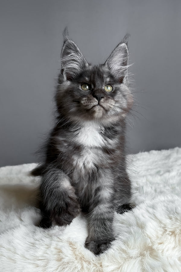 Aurora | Maine Coon Kitten