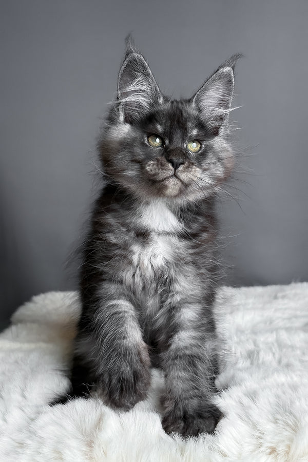 Aurora | Maine Coon Kitten