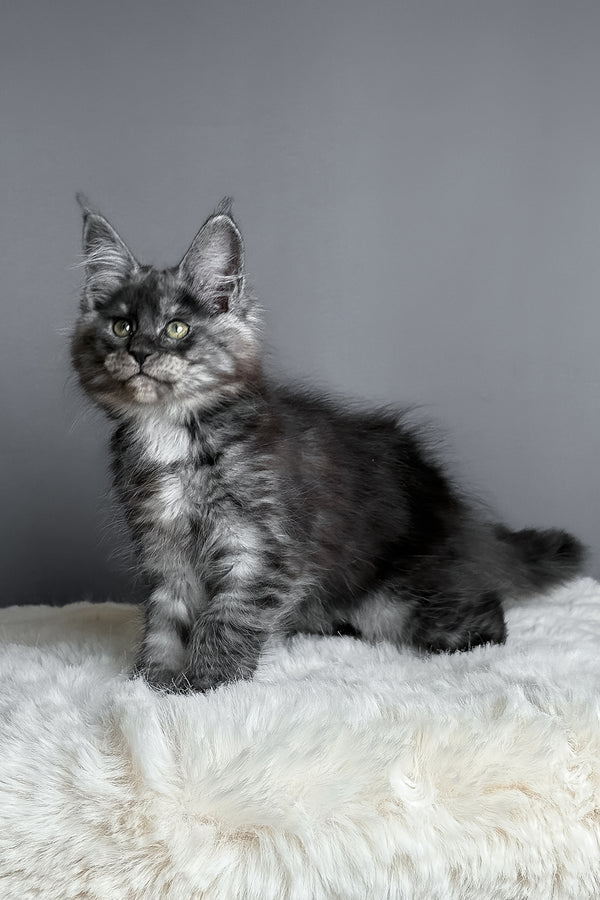 Aurora | Maine Coon Kitten