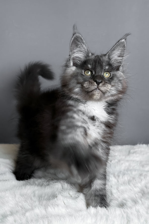 Aurora | Maine Coon Kitten