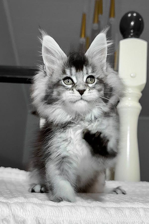 Aurora | Maine Coon Kitten