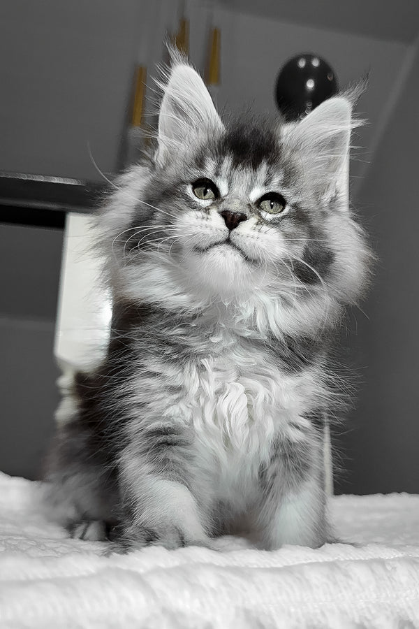 Aurora | Maine Coon Kitten
