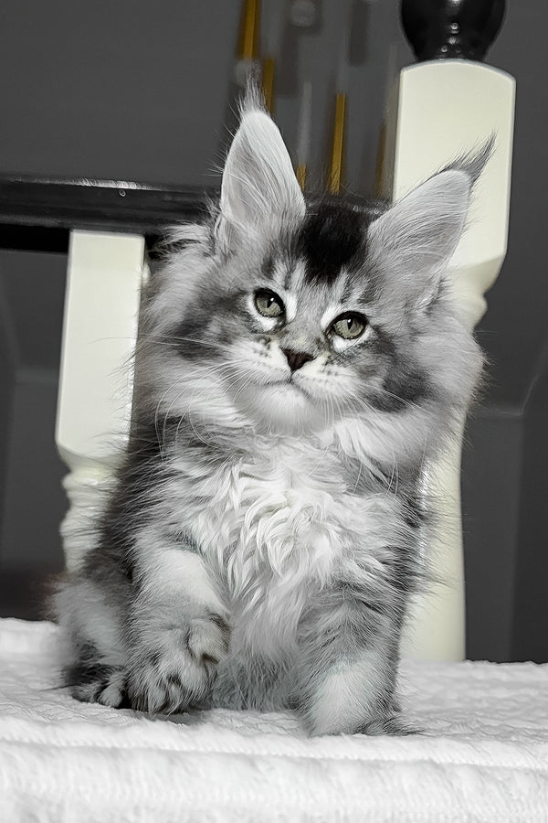 Aurora | Maine Coon Kitten