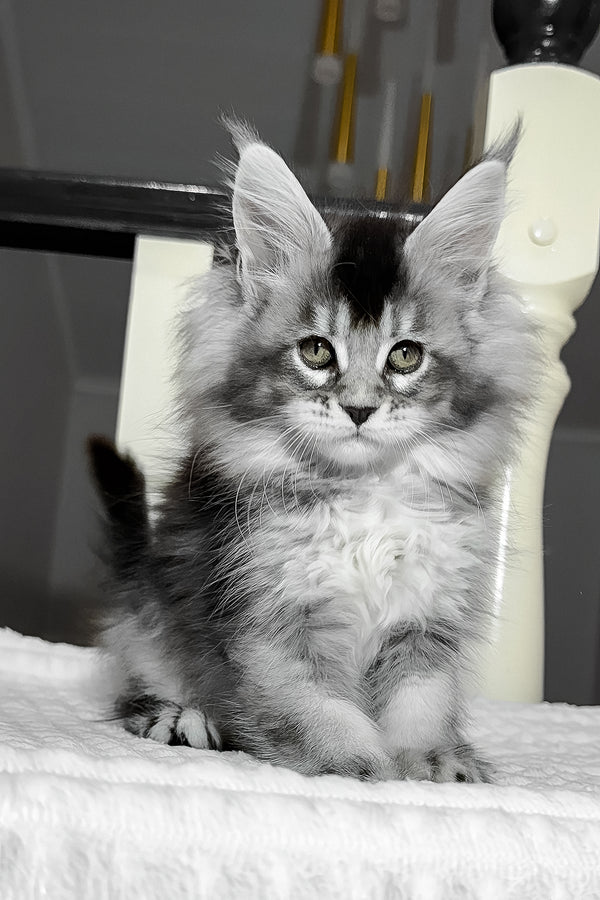 Aurora | Maine Coon Kitten