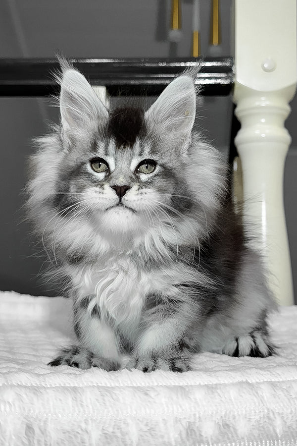 Aurora | Maine Coon Kitten