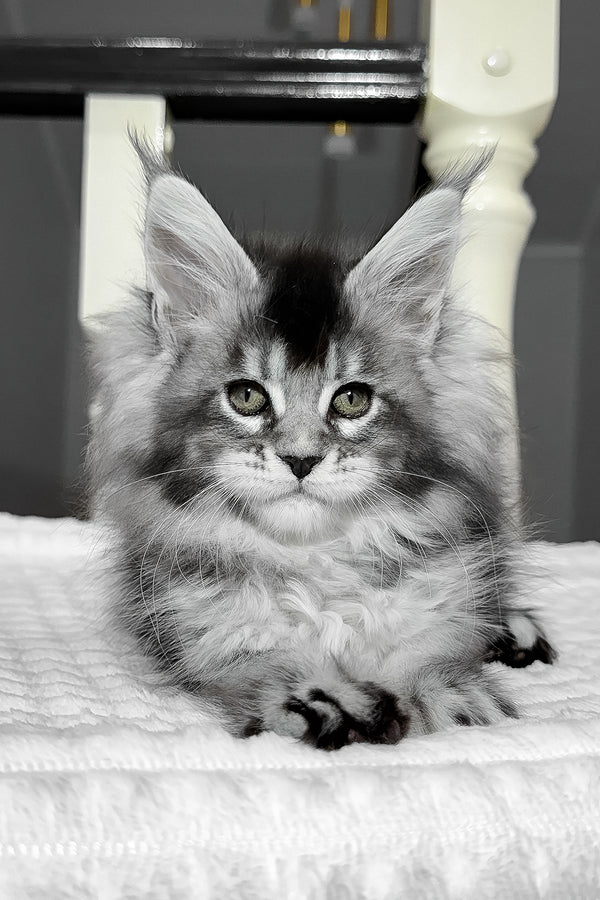 Aurora | Maine Coon Kitten