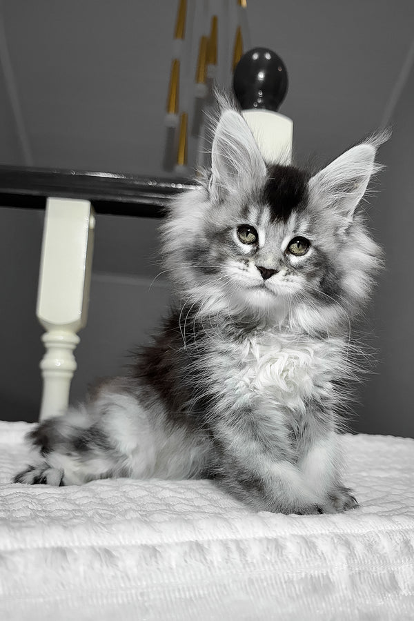 Aurora | Maine Coon Kitten