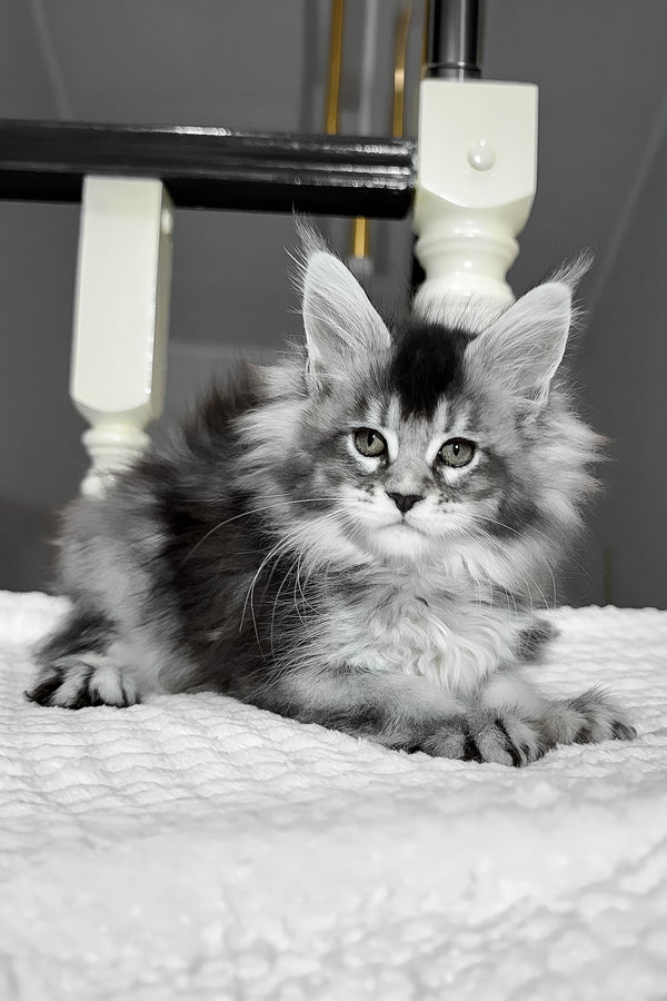 Aurora | Maine Coon Kitten