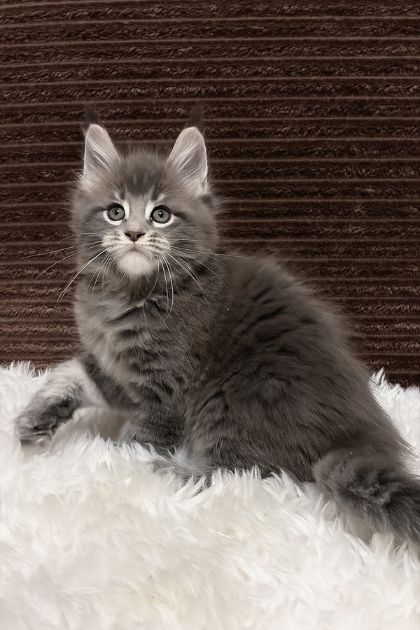 Alora | Maine Coon Kitten