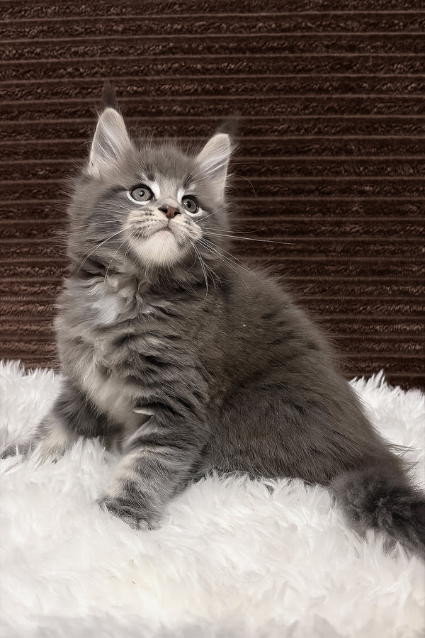 Alora | Maine Coon Kitten