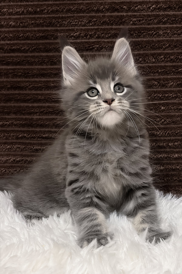 Alora | Maine Coon Kitten