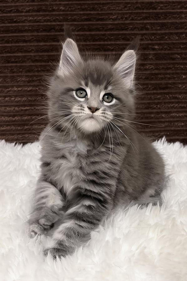 Alora | Maine Coon Kitten