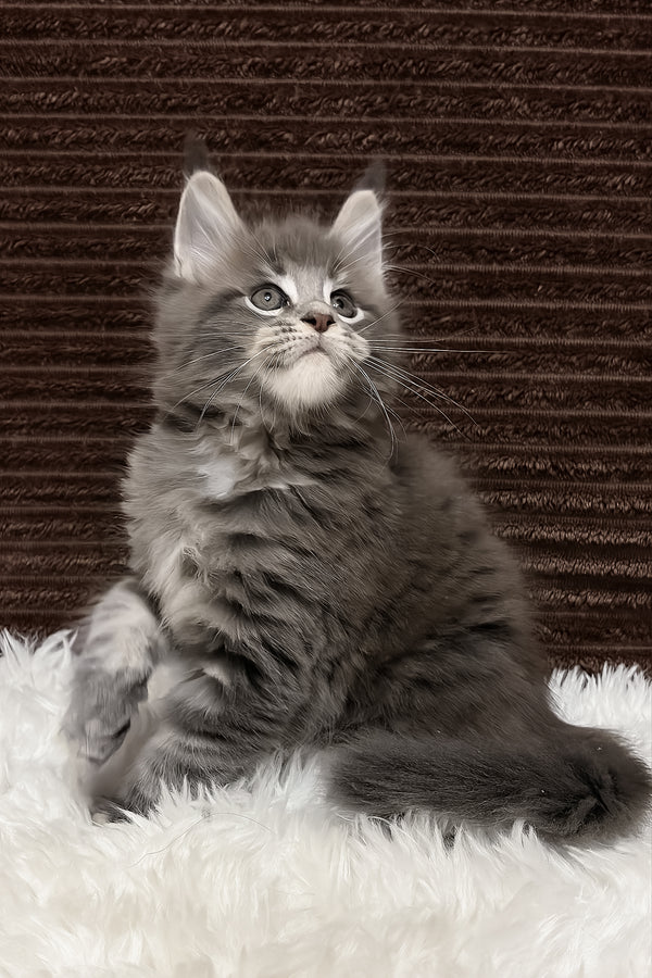 Alora | Maine Coon Kitten