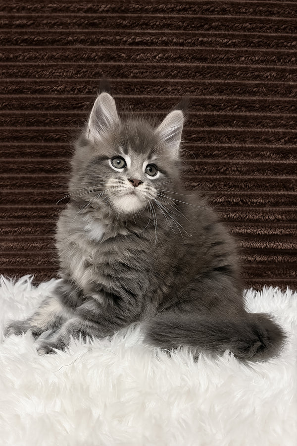 Alora | Maine Coon Kitten