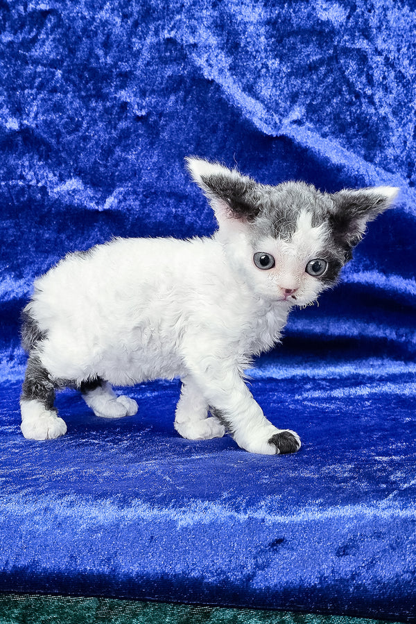 Ava | Devon Rex Kitten