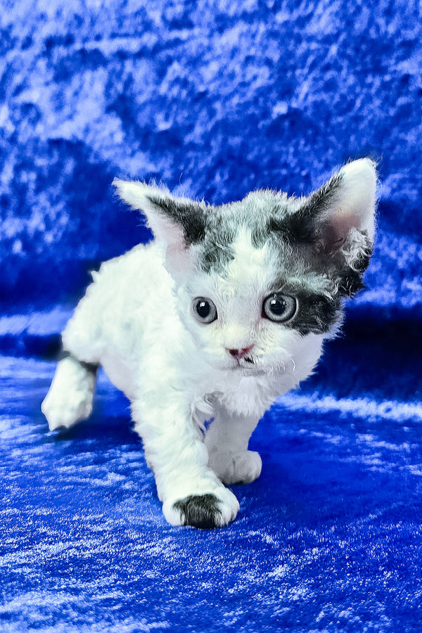 Ava | Devon Rex Kitten