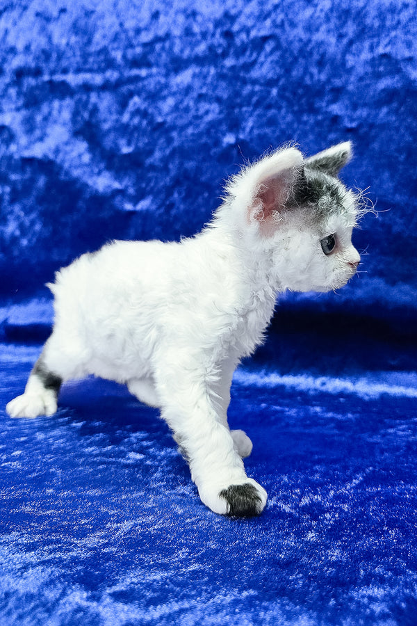 Ava | Devon Rex Kitten
