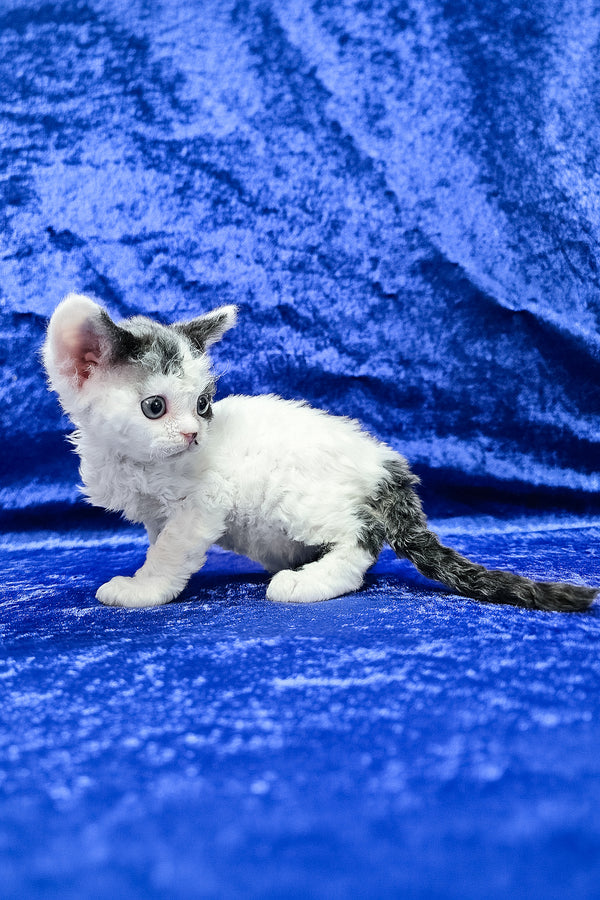 Ava | Devon Rex Kitten